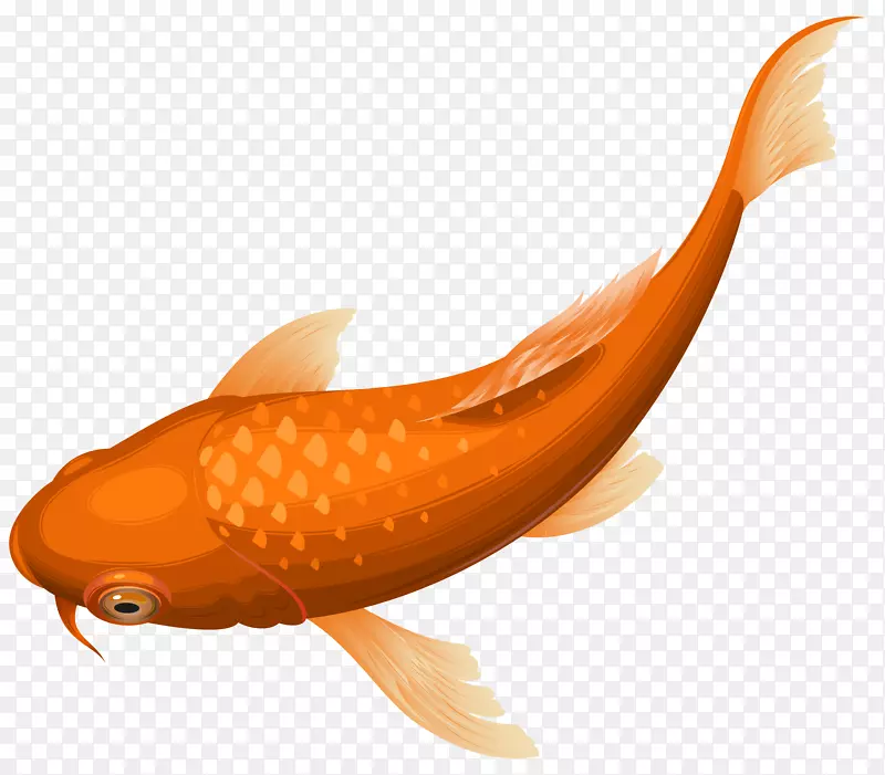 锦鲤金鱼剪贴画-橙色锦鲤鱼透明剪贴画png图像