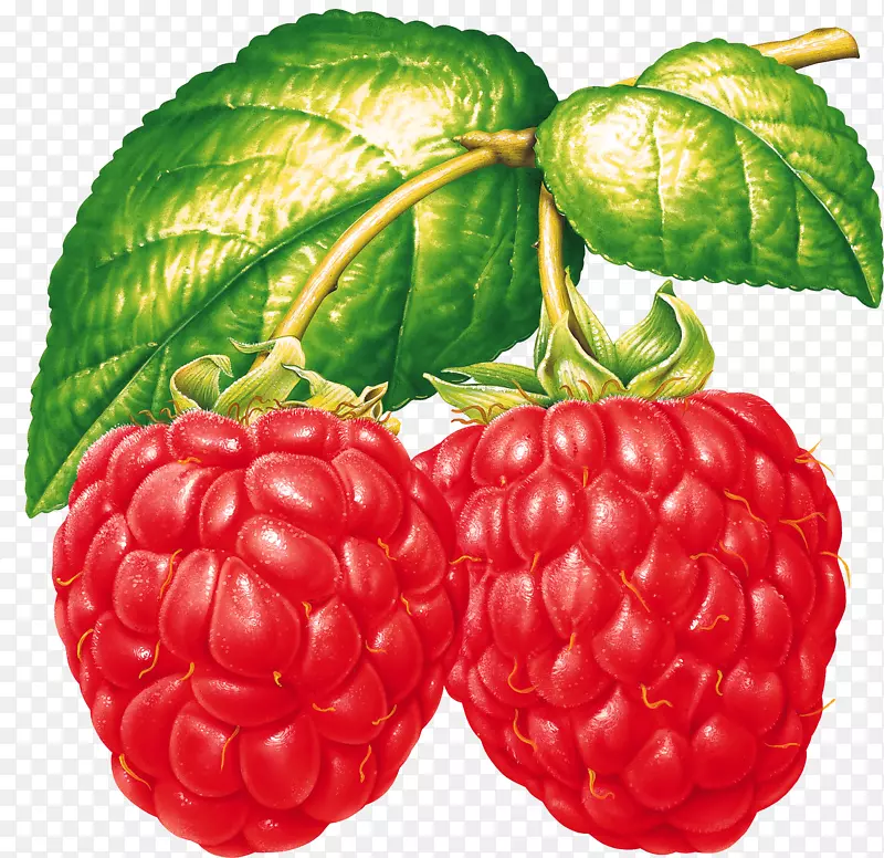覆盆子水果黑莓食品-覆盆子PNG图像