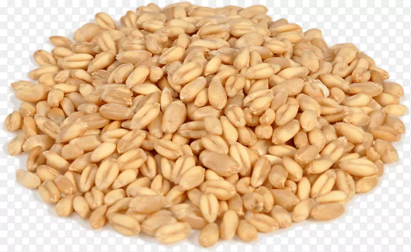 虎耳山麦粒-小麦PNG
