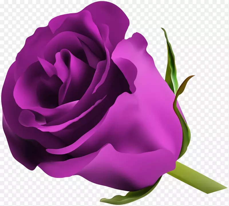 蓝玫瑰插花艺术-紫玫瑰PNG剪贴画图片