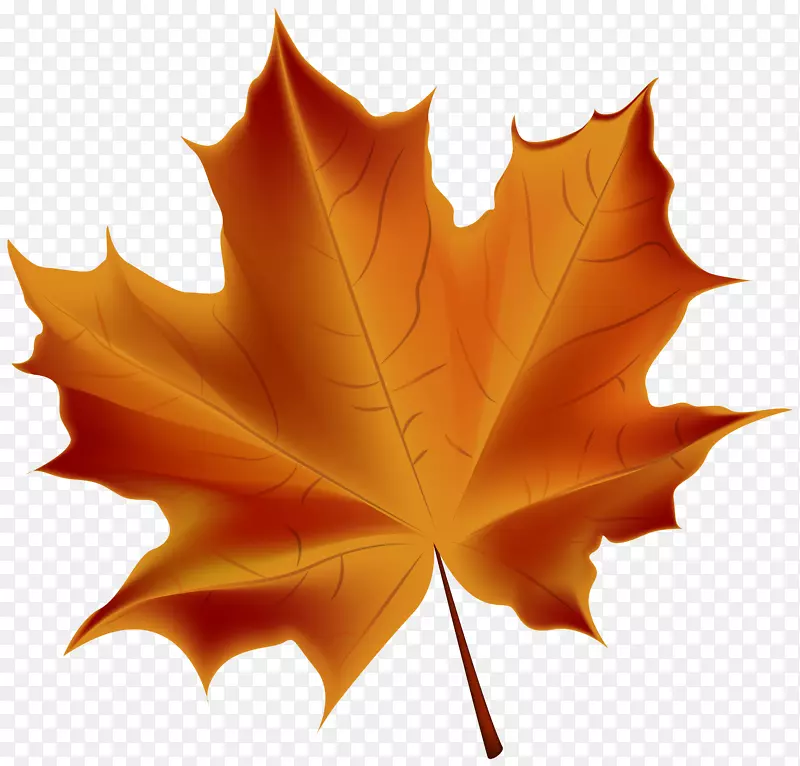 秋叶颜色-美丽的红色秋叶透明的PNG剪贴画图像