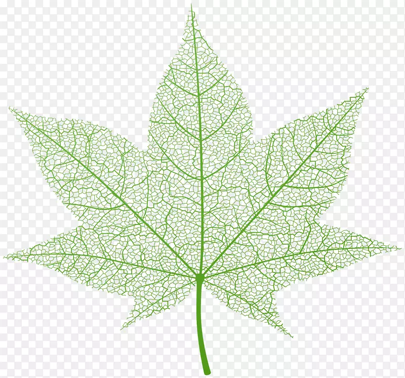 枫叶-透明绿色秋叶PNG剪贴画图像