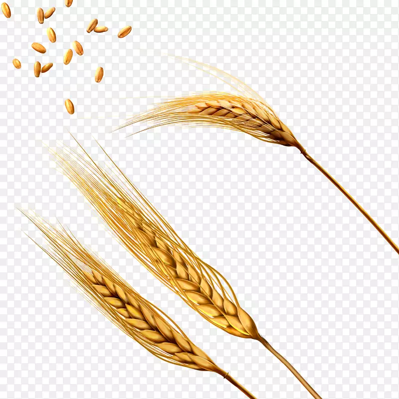 小麦大麦脱粒-小麦PNG