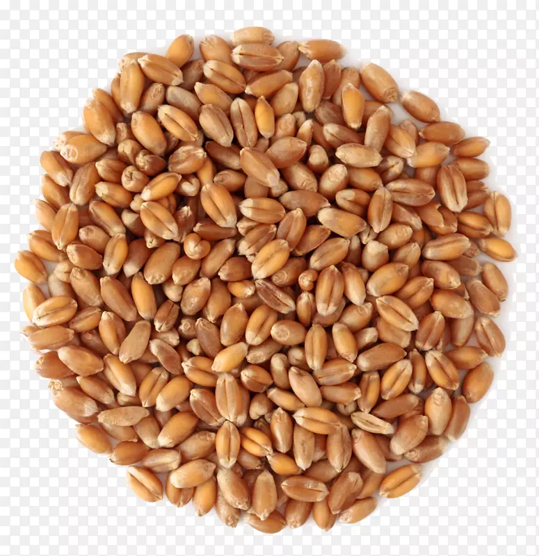 小麦中粒谷物-小麦PNG