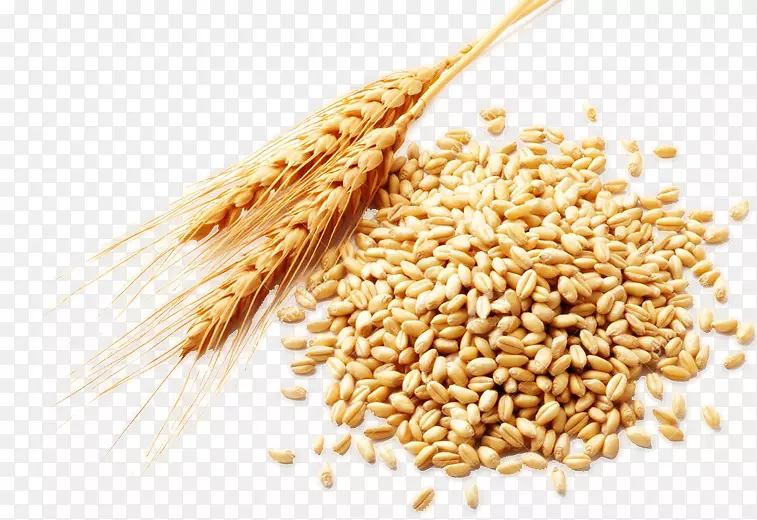 小麦浆果食品麸皮-小麦PNG