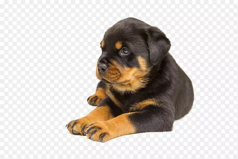 罗威勒拉布拉多猎犬宠物犬品种-黑色宠物狗