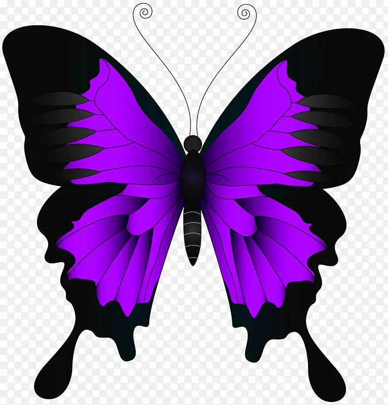 蝴蝶高清晰度视频壁纸.紫色蝴蝶PNG剪贴画图像
