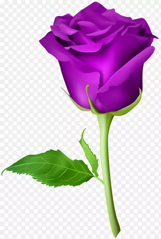 蓝色玫瑰人造花-玫瑰紫色透明PNG剪贴画图像