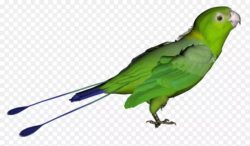 亚马逊鹦鹉分布式计算-绿色鹦鹉png图片