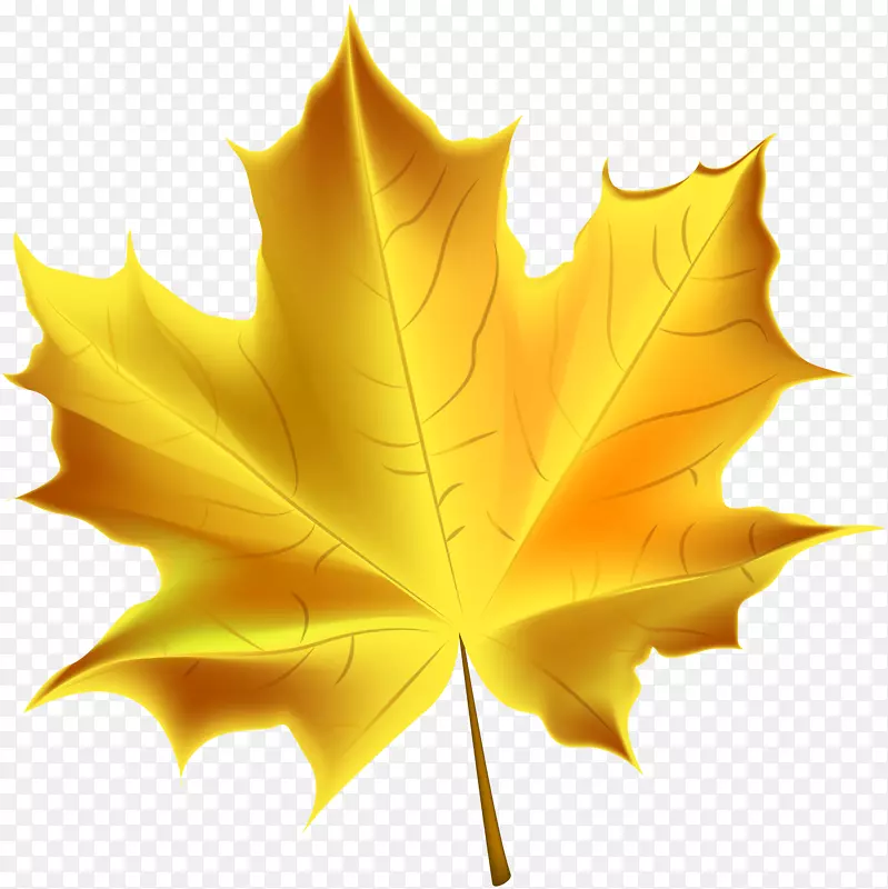 秋叶彩色剪贴画-美丽的黄色秋叶透明PNG剪贴画图像
