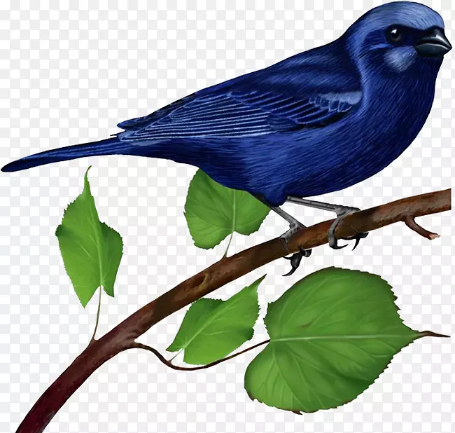 蓝鸟剪贴画-树枝上的蓝鸟