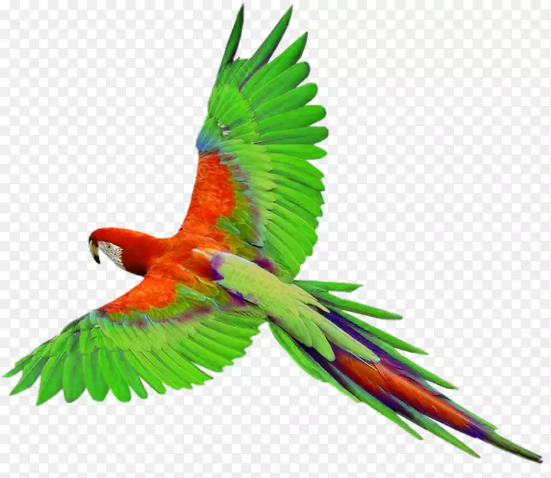 新几内亚鹦鹉剪贴画-飞行中的鹦鹉