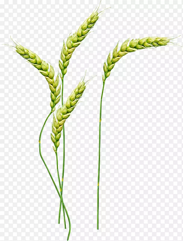 小麦剪贴画-小麦PNG