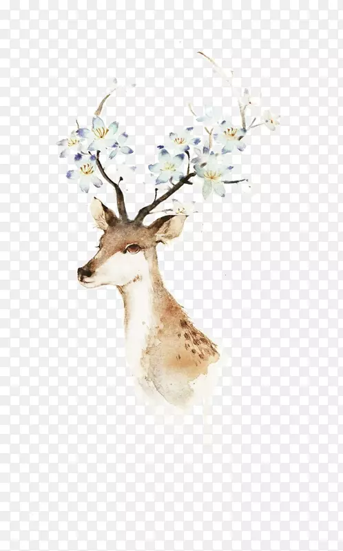鹿水彩画插图-动物