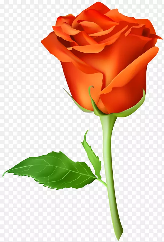 蓝色玫瑰人造花-玫瑰色橙色透明PNG剪贴画图像