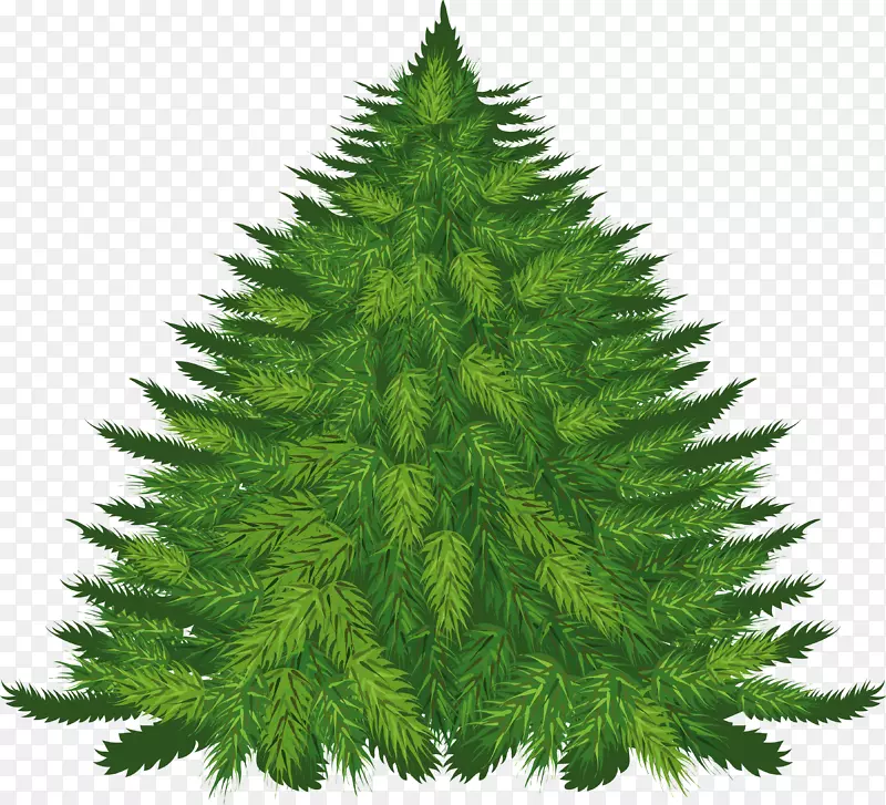 杉木松树剪贴画-杉木PNG图像