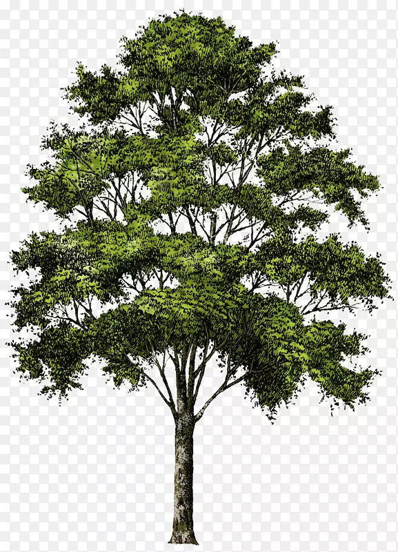 黑杨剪贴画-树PNG图片，免费下载，图片
