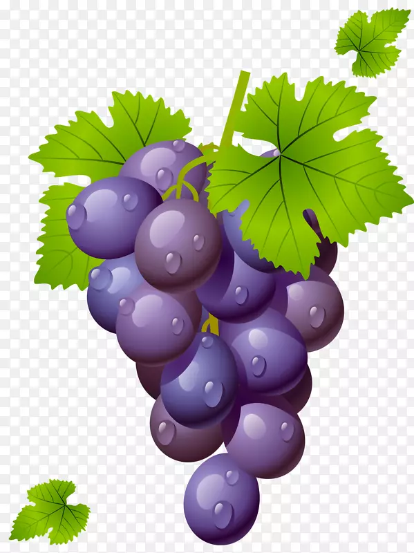 葡萄酒普通葡萄叶剪贴画-葡萄与叶子攀缘图