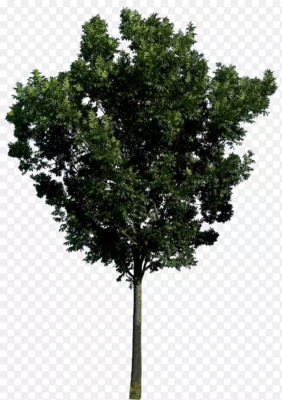 树图标-树PNG图像，免费下载，图片