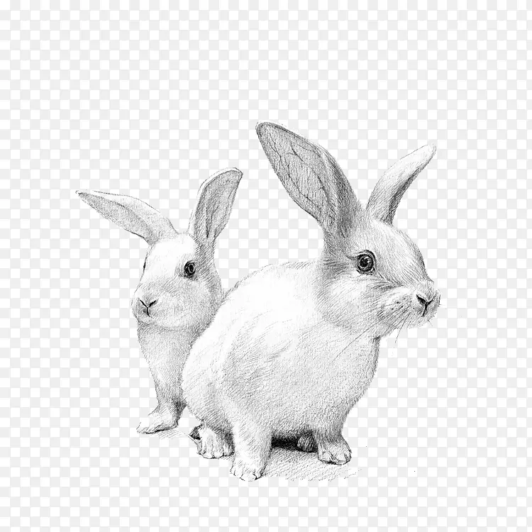 家养白兔欧洲兔猫白兔