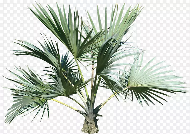 棕榈树剪贴画-棕榈树PNG