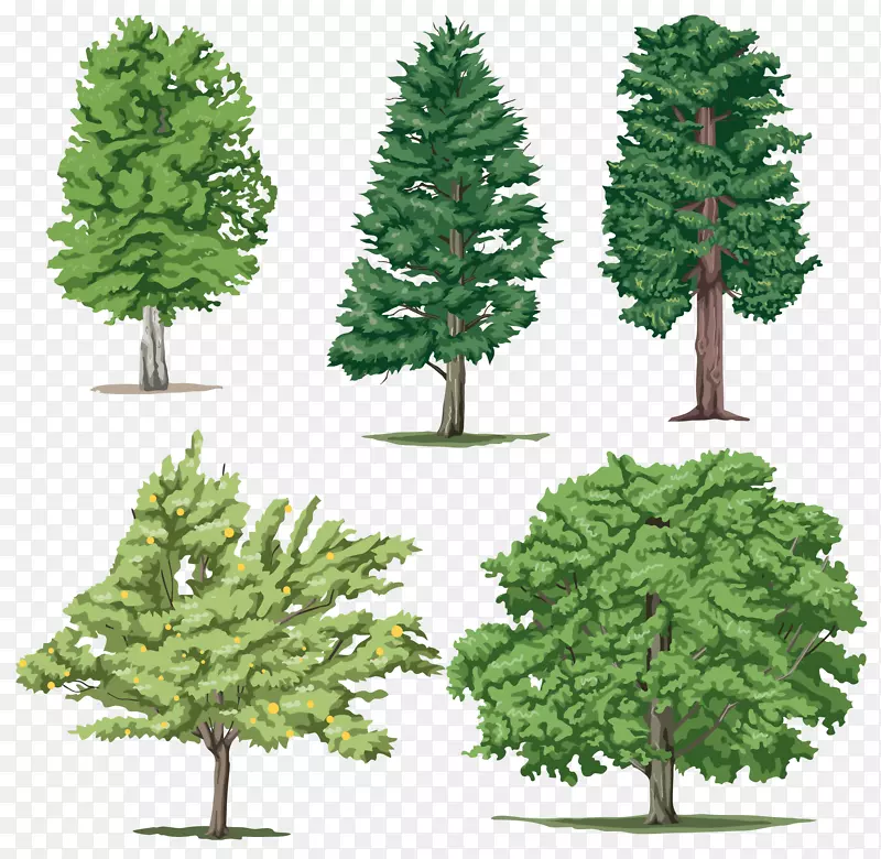 剪贴画-树PNG图像