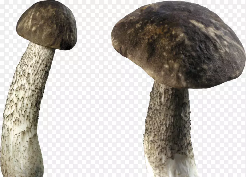 蘑菇剪贴画-蘑菇PNG图像