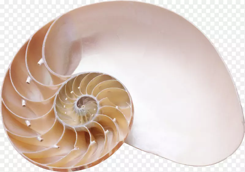 海螺螺