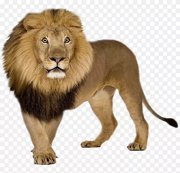 狮子图标-狮子PNG