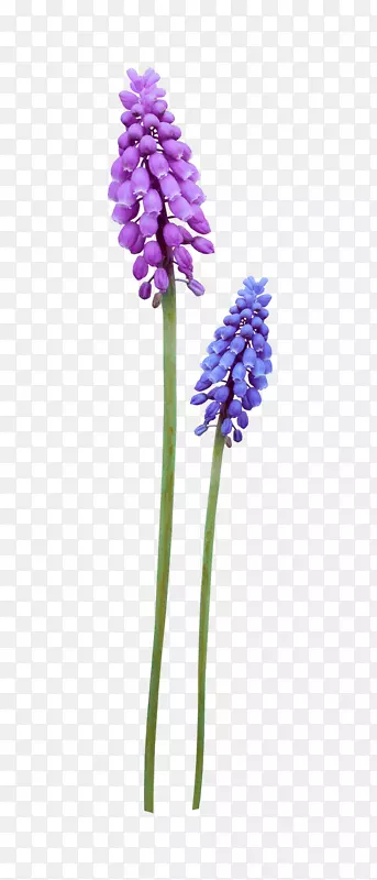 花紫罗兰-野花图片材料