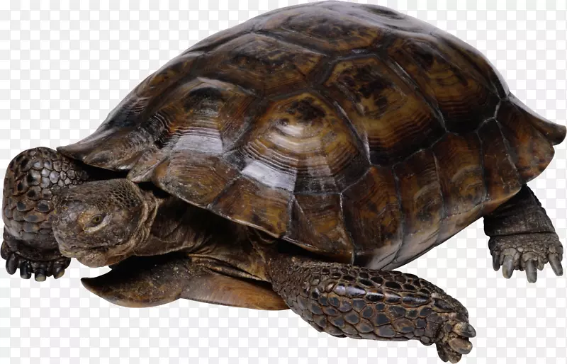 龟加拉帕戈斯巨型龟生日爬行动物-龟PNG