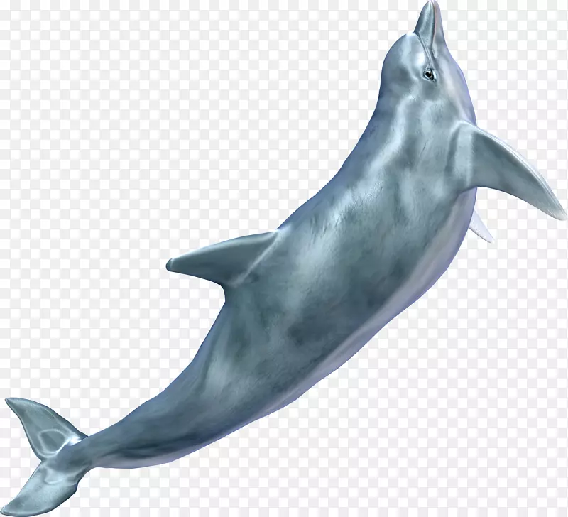 海豚剪贴画-鲸鱼PNG