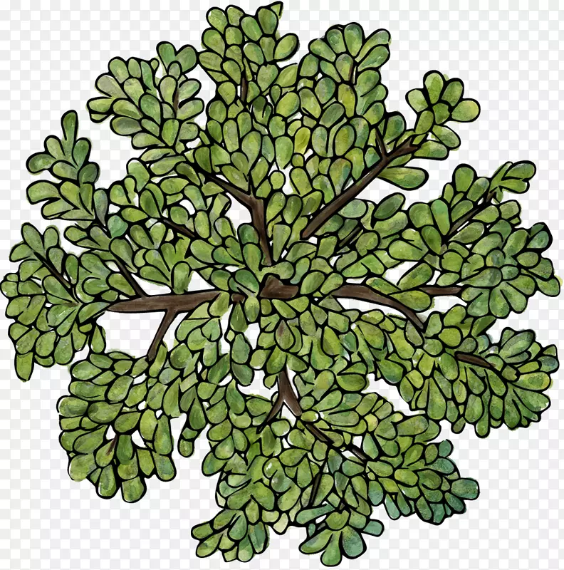乔木植物-绿树成荫