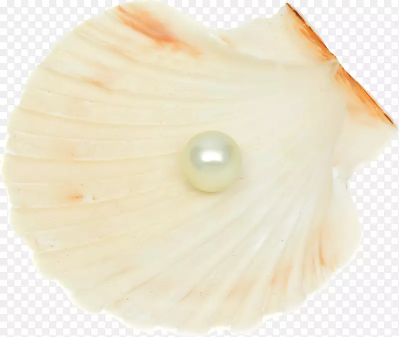 贝壳珍珠保藏学-贝壳PNG