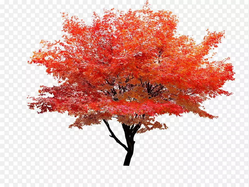 红色枫树秋叶色树-红色枫树