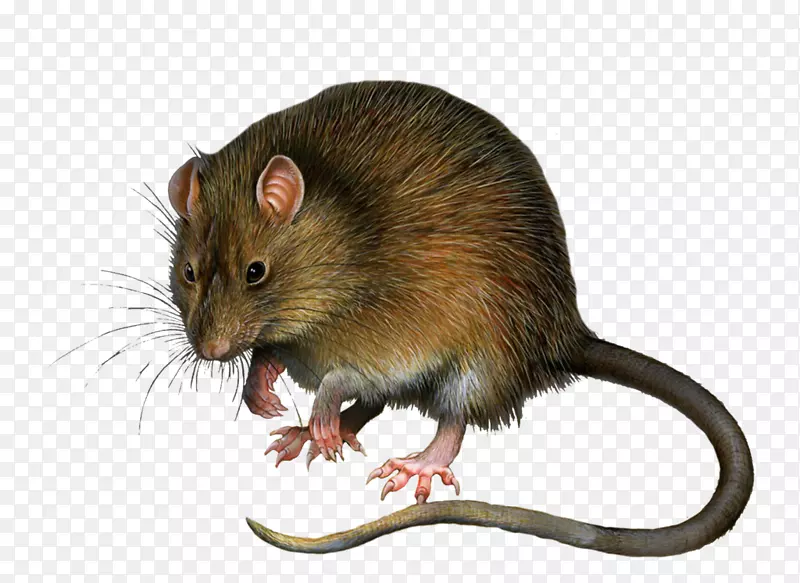 大鼠啮齿动物组织-小鼠，大鼠PNG图像