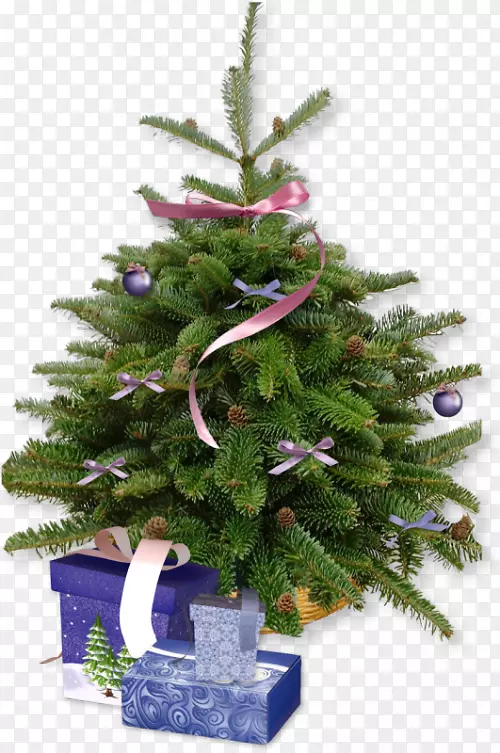 圣诞树种植松树-真正的圣诞树