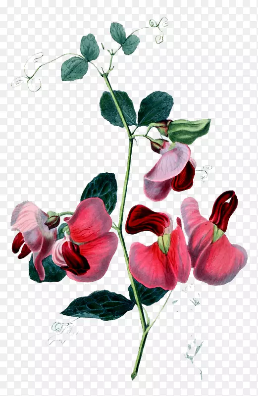 甜豌豆花西番莲生日-神秘美丽的手绘花