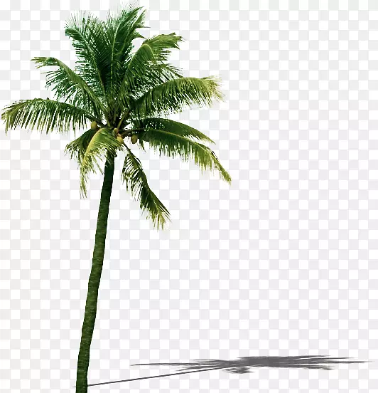 椰子树叶-椰子树