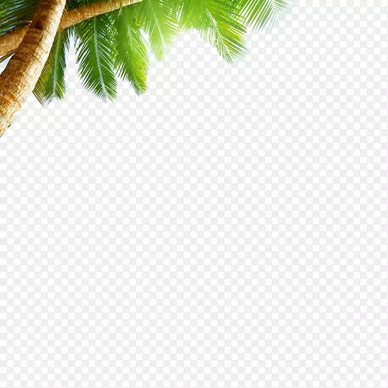 沙滩海天快线壁纸-椰子树