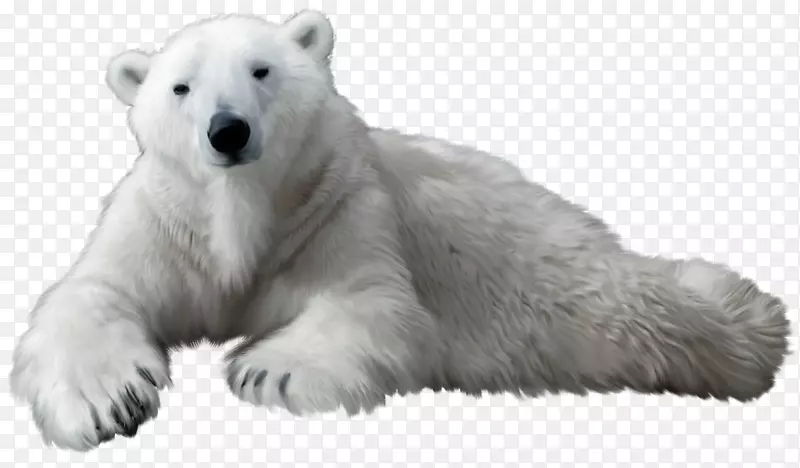 北极熊柯迪亚克熊剪贴画-北极熊PNG