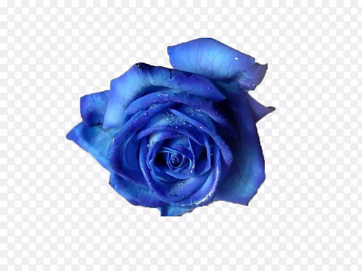 蓝色玫瑰插花艺术-浪漫的审美蓝色