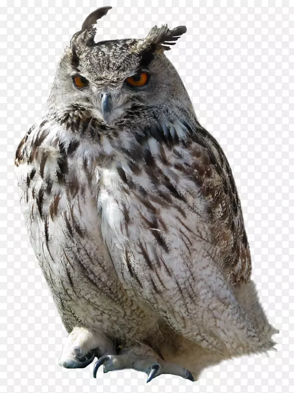 OWL高清视频显示分辨率-OWL PNG