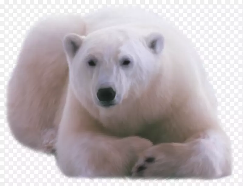 北极熊dvtk jegesmedvék-北极熊png