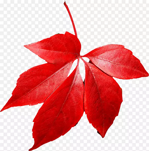 秋叶彩色剪贴画-红色秋叶