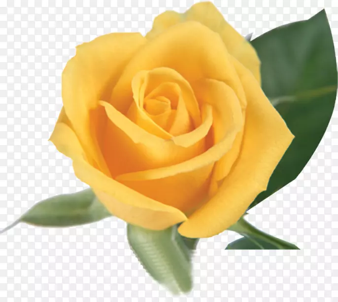 花园玫瑰黄色蜈蚣玫瑰-黄玫瑰