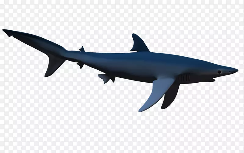 锤头鲨-大白鲨剪贴画-鲨鱼PNG
