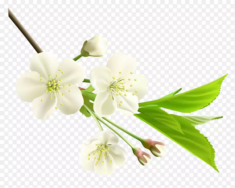 白花剪贴画-白花春枝