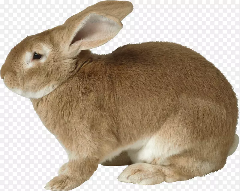 复活节兔图片