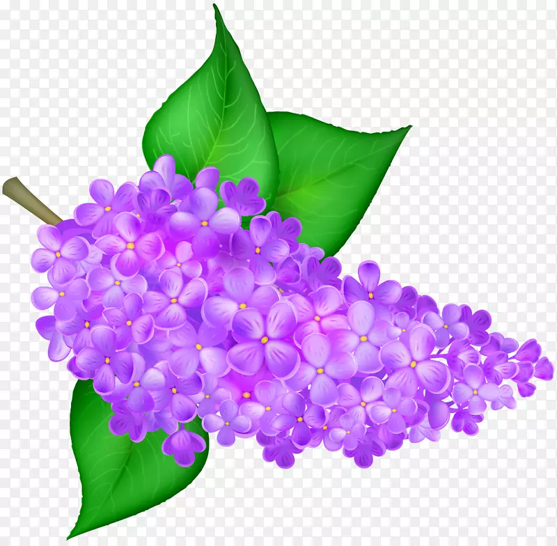 紫丁香插花艺术-紫丁香花透明PNG剪贴画图像